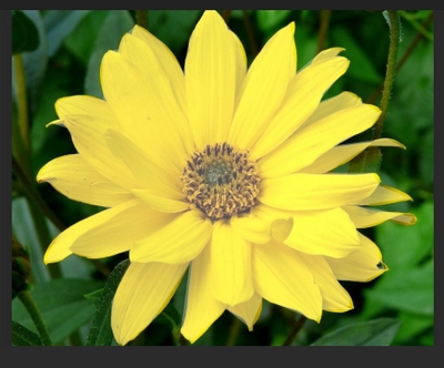 fleur-jaune-400